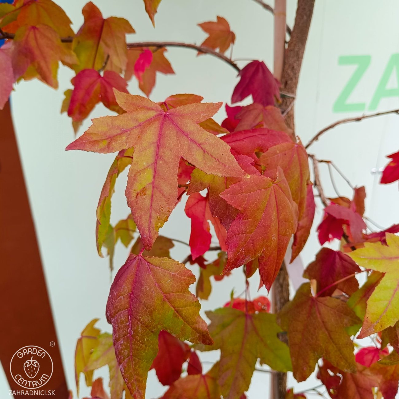 Obrázok Ambrovník styraxový (Liquidambar styraciflua) - výška 250-300 cm, kont. C10L